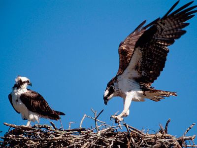 Ospreys (Pandion haliaetus).