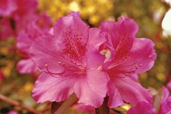 Azalea flowers