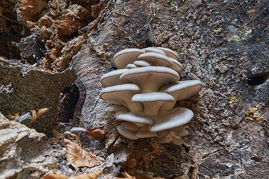 oyster cap