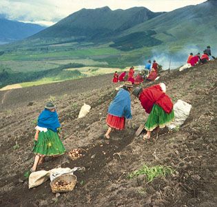 potato farming in Ecuador