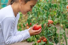 Growing tomatoes
