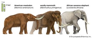 Proboscidean size comparison